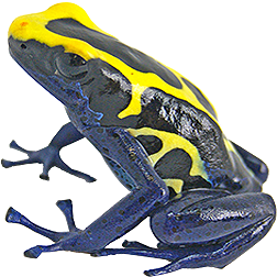 French Guiana Dwarf Cobalt